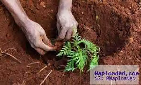 Ekiti Government to begin planting of 250,000 trees